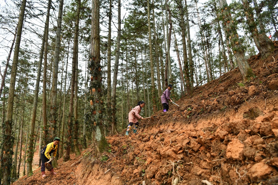 Agroforesters in Contemporary Jinping County. Credit: Yang Wenbin, Xinhua. http://xinhua-rss.zhongguowangshi.com/232/6759373504258922644/8950795.html.